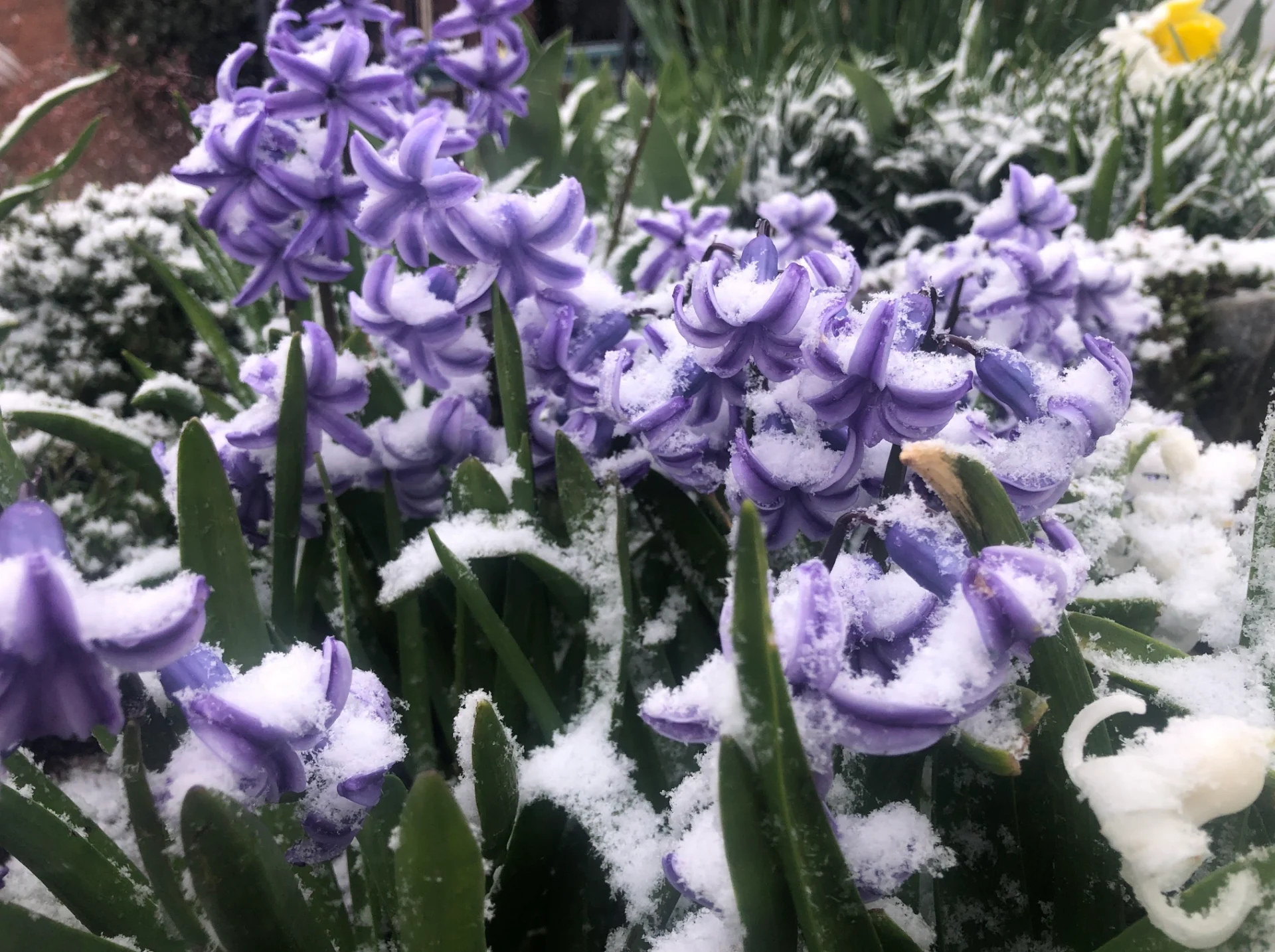 La neige au Québec : ce n'est pas fini