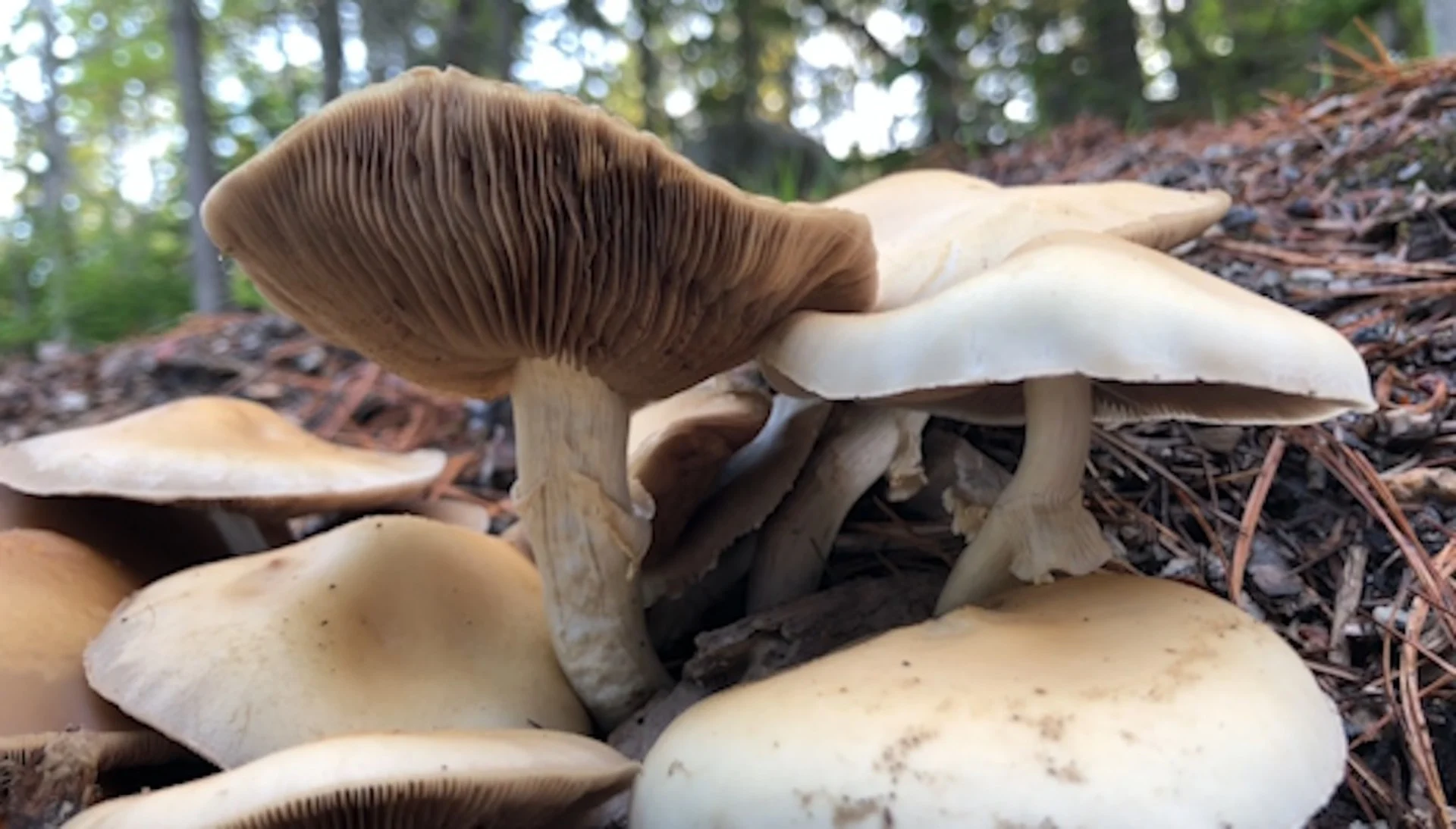 mushroom/Nate Coleman