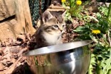 Weather Network reporter finds adorable backyard surprise