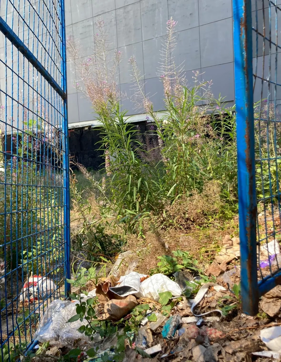 fire-weed-abandoned-lot-garbage/Tessa Vikander/CBC