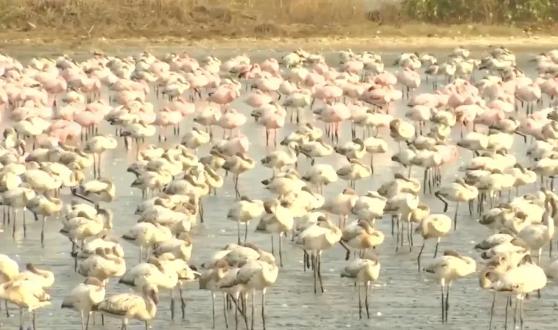 Flamingos/ANI