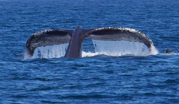 Whales are thriving amid COVID-19 shutdowns. What happens after?