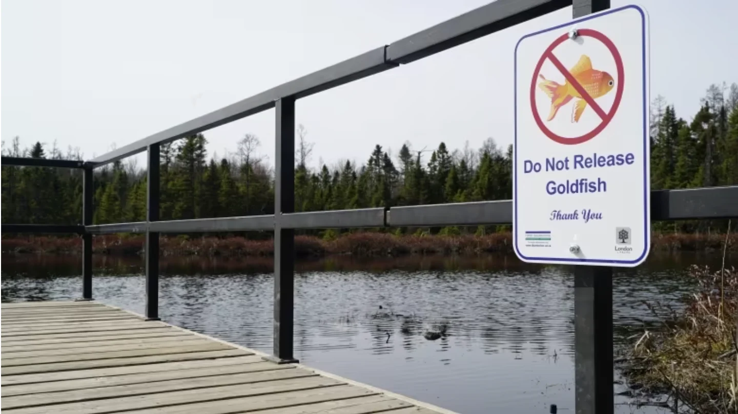 CBC: Signs such as this one at Sifton Bog have been placed in environmentally sensitive areas around the city, instructing people not to make their unwanted pets into unwanted pests. (Colin Butler/CBC News)