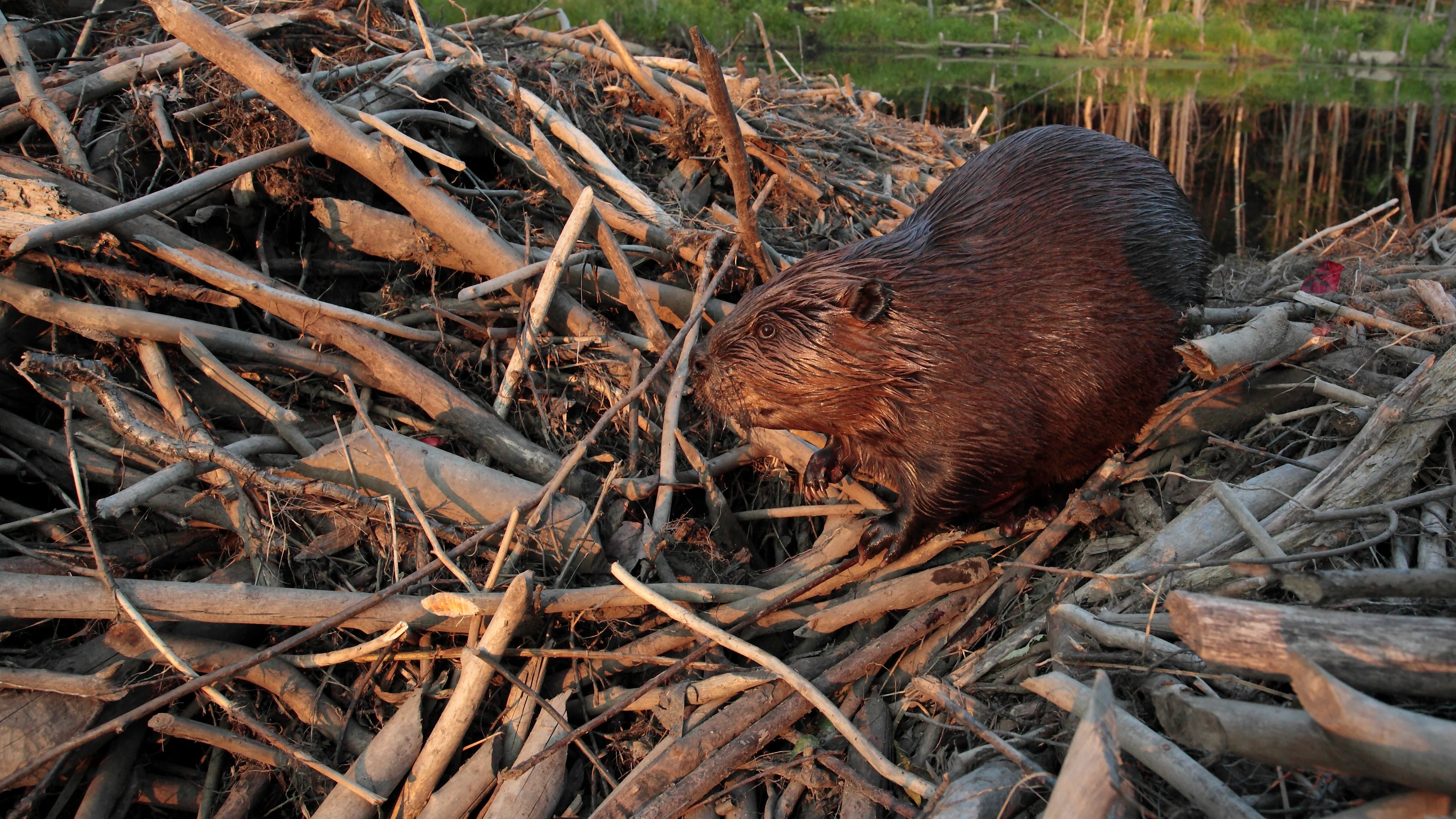 Le castor, cet ingénieur méconnu de la forêt boréale