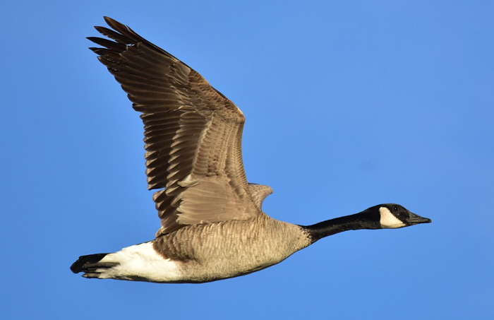 USFWS - canada goose