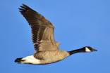 How do geese know how to fly south for the winter?