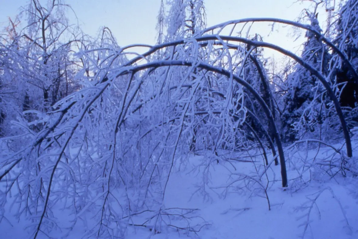 mount-royal-1998-ice-storm2/Submitted by Les amis de la montagne via CBC