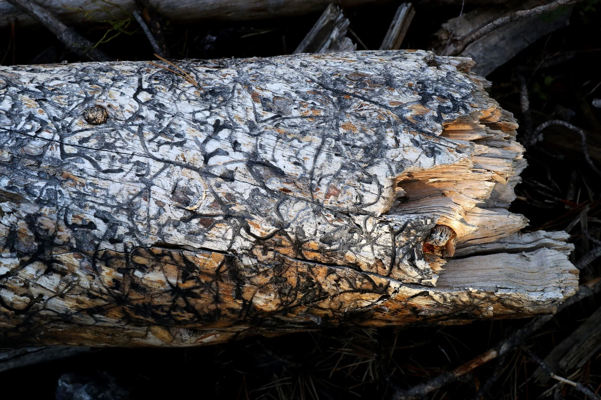 Pine Beetle Ravaged Log