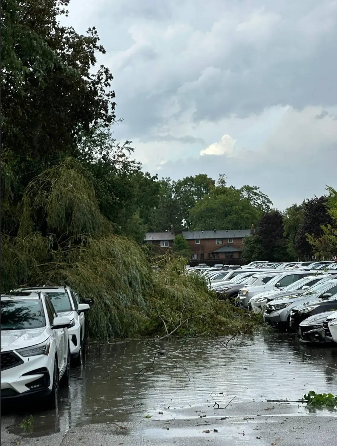 Submitted/Rhythm: Downed trees during thunderstorm in Richmond Hill, Ontario. Sept 2, 2026.
