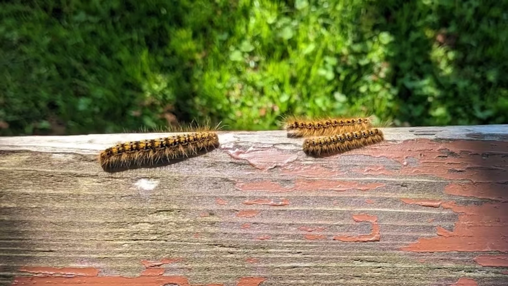 West Coast has a tent caterpillar outbreak, but no need to panic: Zoologist