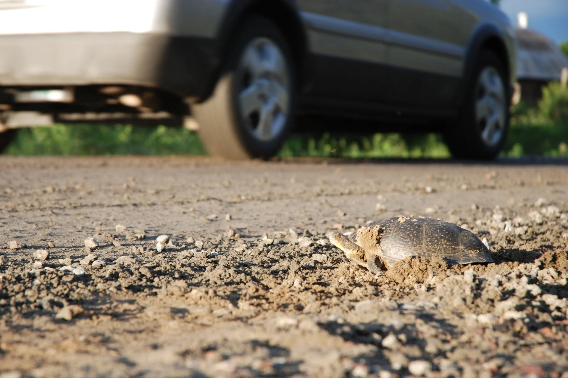 Les automobilistes appelés à redoubler de prudence pour éviter...les tortues. Voyez pourquoi