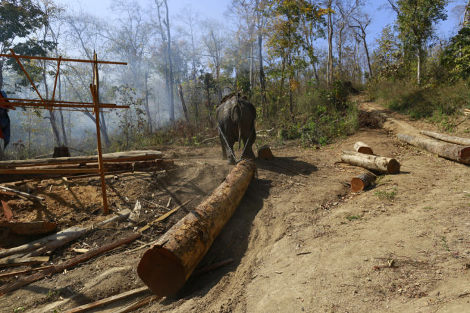 reuters: An elephant pulls a teak log at a logging camp in Pinlebu township, Sagaing division in northern Myanmar March 6, 2014. REUTERS/Soe Zeya Tun