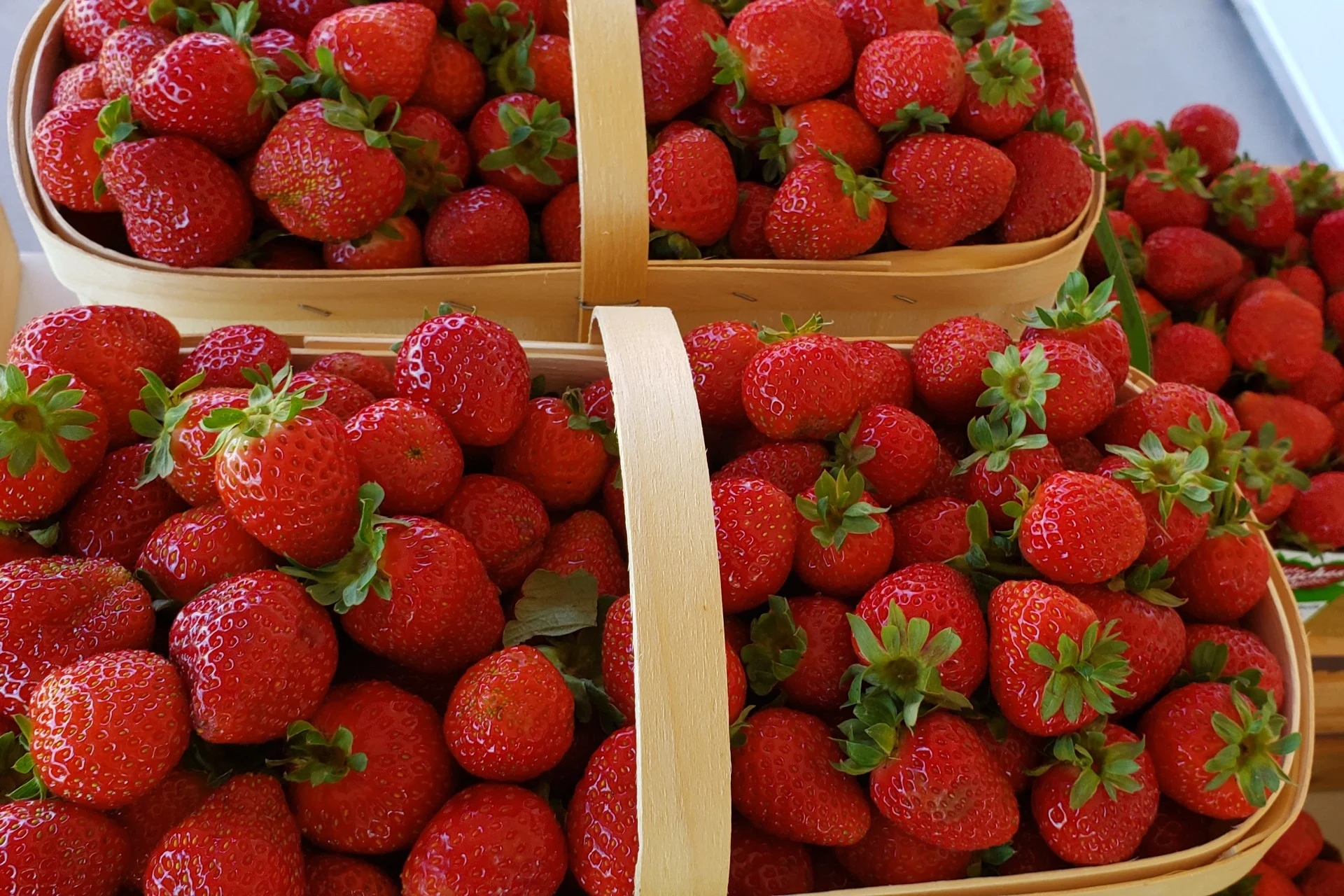 Fraises d’automne : une bonne récolte, malgré les intempéries 