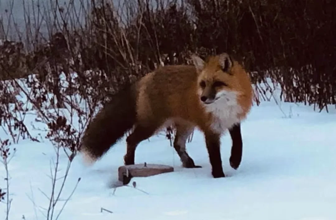 CBC: Jones said several foxes and a few skunks have tested positive for avian flu on P.E.I. (Bruce MacDougall)