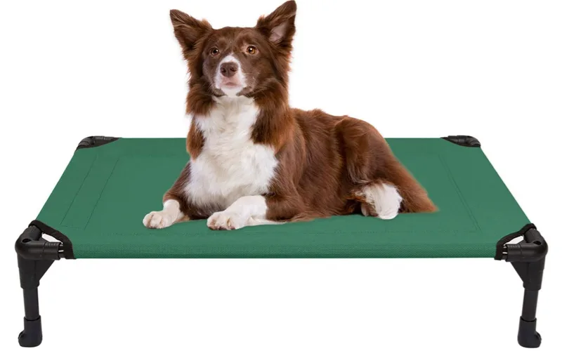 Dog raised bed Amazon