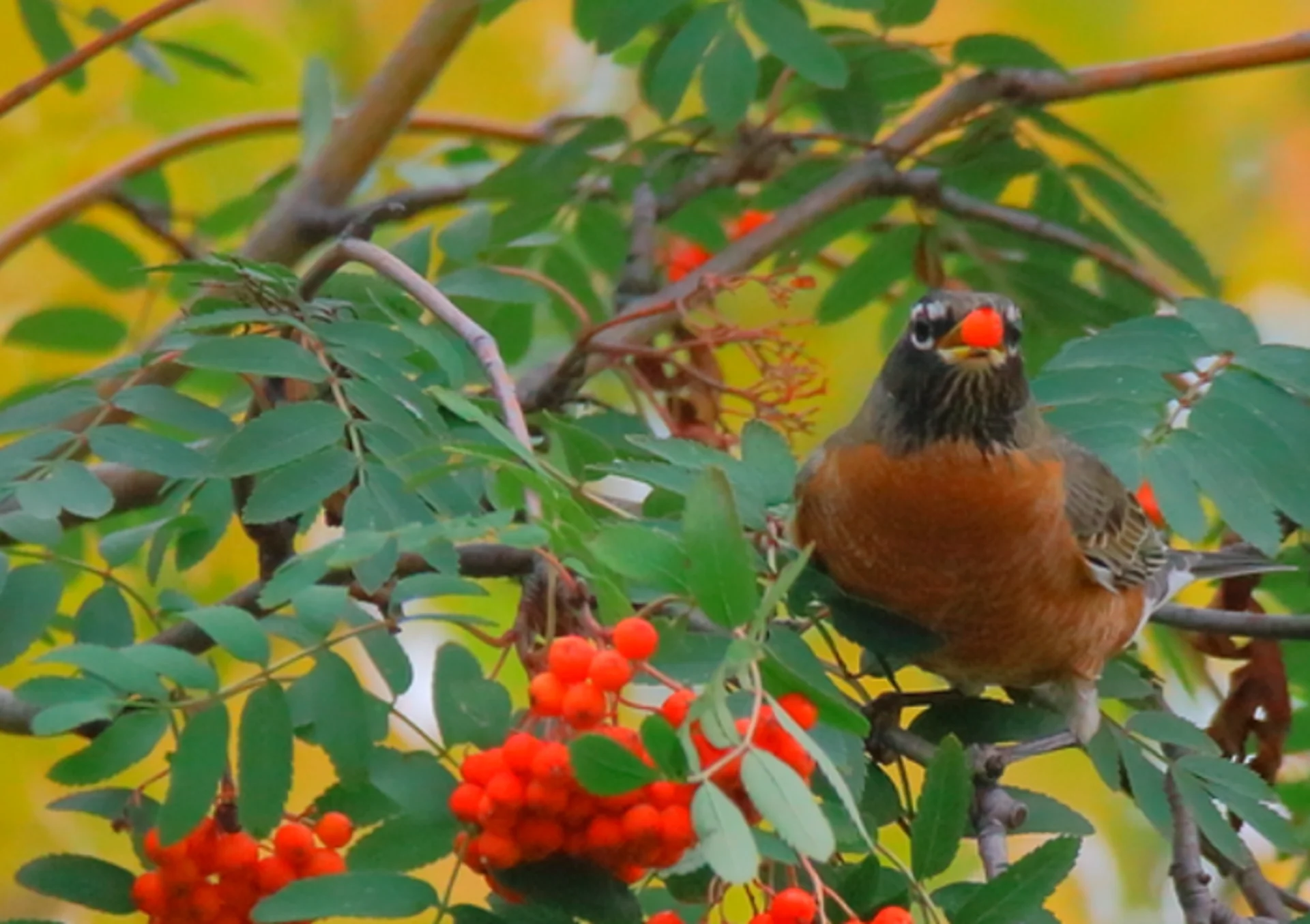 5 facts about robins—spring's unofficial mascot