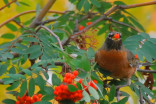 5 facts about robins—spring's unofficial mascot