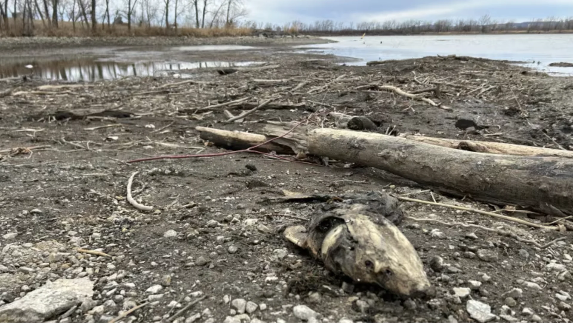 Troubling amount of dead fish found on Montreal's South Shore