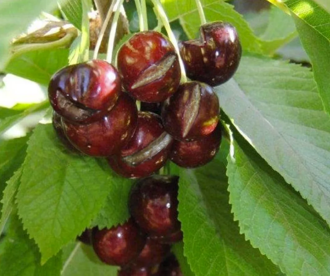 CBC: Cherries that are nearly ripe have a naturally high sugar content that draw in rainwater, causing fruit to swell and delicate skins to split. (B.C. Cherry Association / handout )