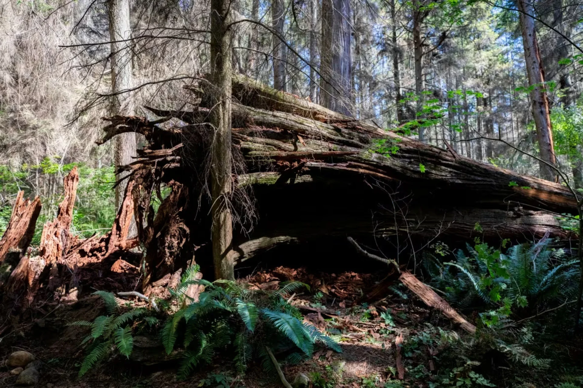 Ancient western red cedar tree falls in Stanley Park