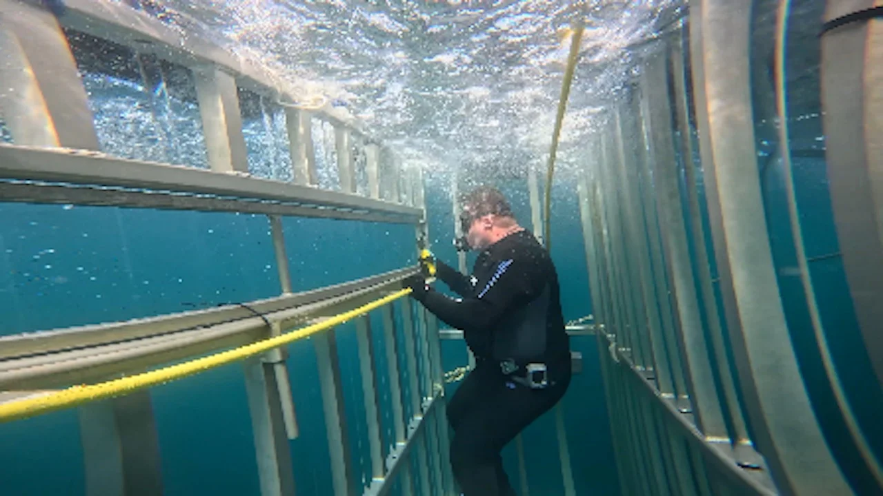 Shark cage diving/Natalie Wannamaker/Submitted to The Weather Network