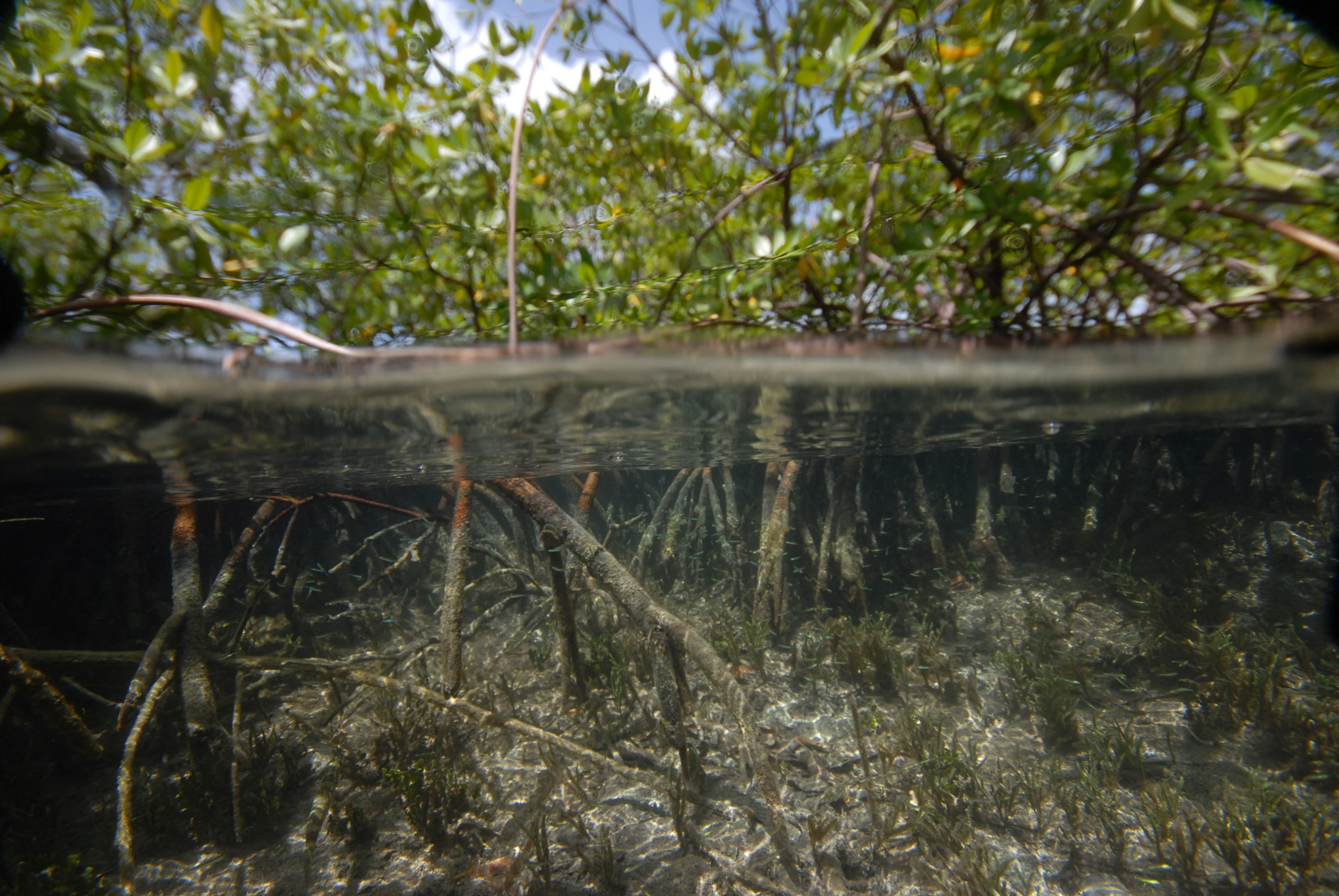 Reuters: A view of a sampling site among the mangroves of Guadeloupe, a French archipelago in the Caribbean, where the unusually large bacterium Thiomargarita magnifica was found, is seen in this undated handout image. Researchers at the U.S. Department of Energy Joint Genome Institute, Lawrence Berkeley National Laboratory, the Laboratory for Research in Complex Systems and the Universite des Antilles have characterised a bacterium composed of a single cell that is 5,000 times larger than other bacteria. Pierre Yves Pascal/U.S. Department of Energy's Lawrence Berkeley National Laboratory/Handout via REUTERS