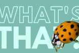 Some lady beetles bite. Here's how to tell which ones.