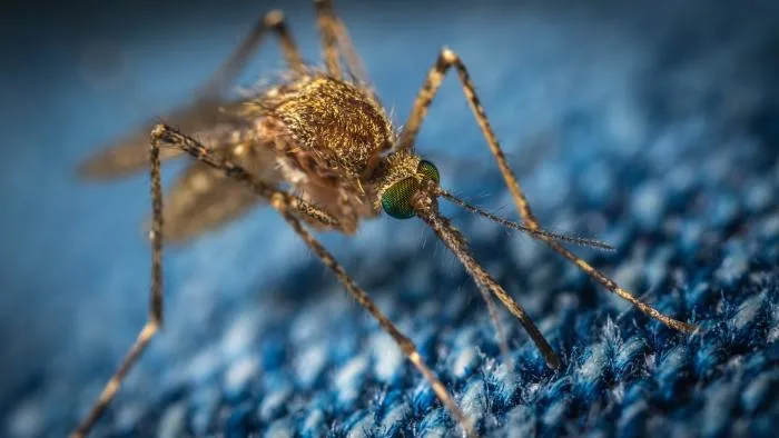 750 millions de moustiques génétiquement modifiés relâchés aux États-Unis