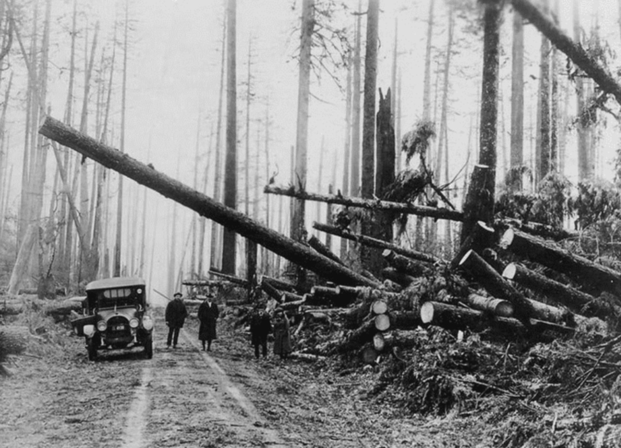 More than a century since the Big Blow — thousands of trees were destroyed