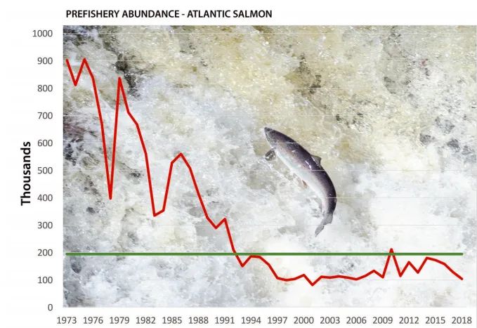 Atlantic Salmon numbers
