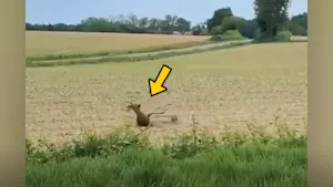Video: Stumbling deer appears "drunk'" after one too many "forest aperitifs"