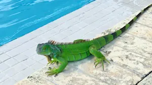 Falling iguanas? Why the cold can cause reptiles to plummet