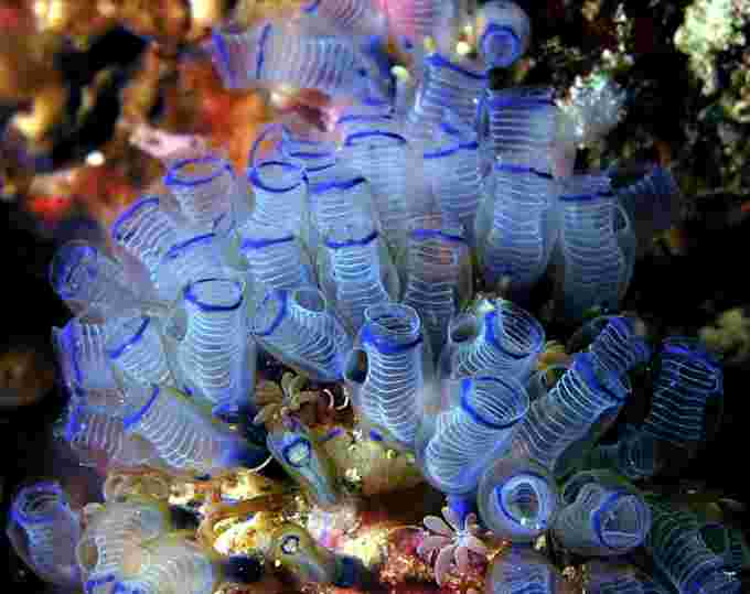 bluebell tunicate WIKI CC