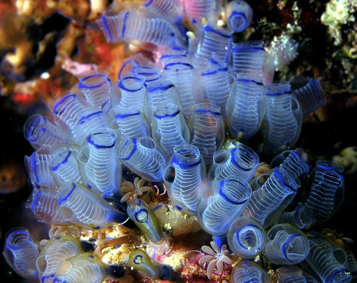 bluebell tunicate WIKI CC