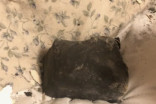 Woman rocked awake by meteorite chunk crashing into bedroom