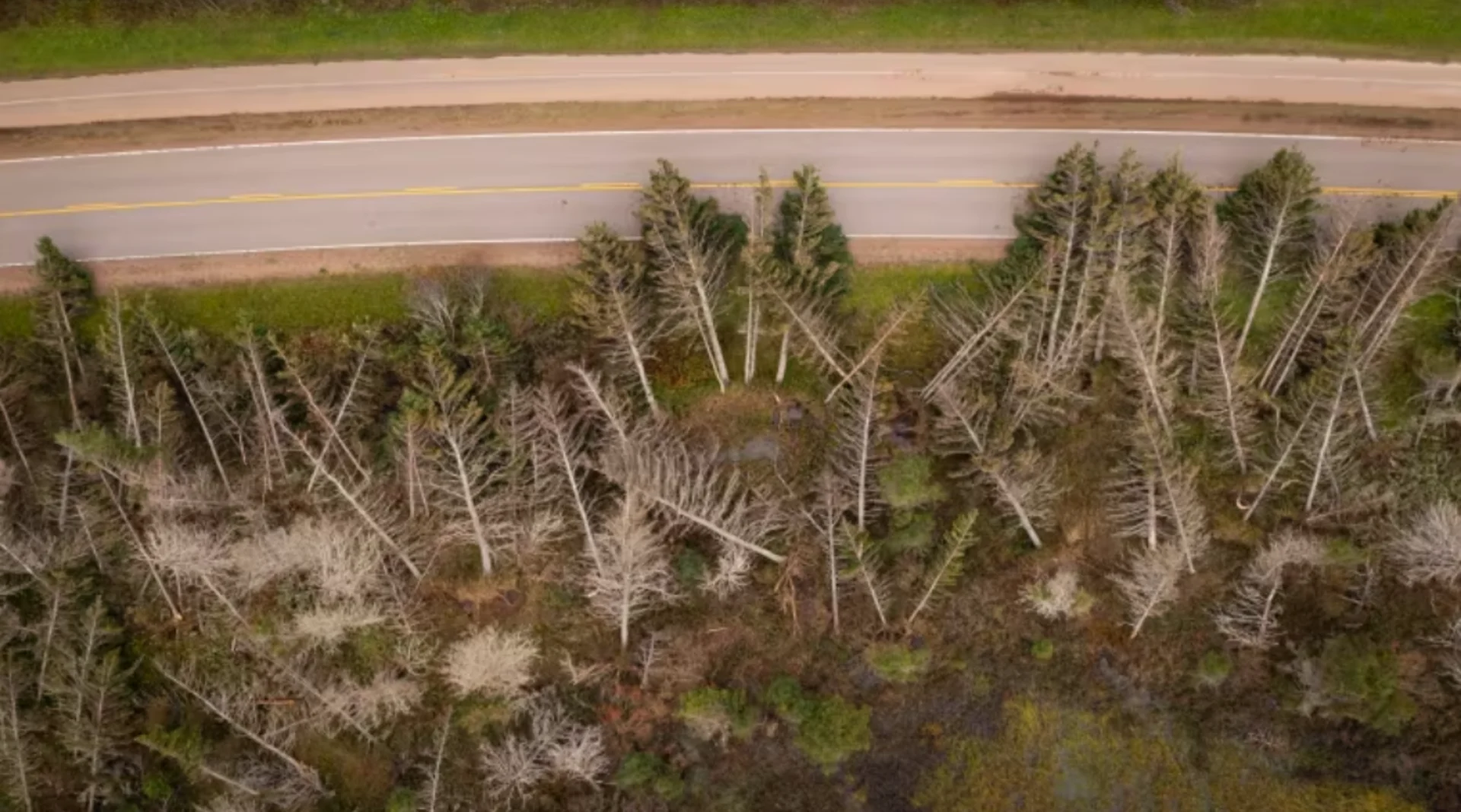 Fiona damage causing Island forests to emit more carbon than they capture