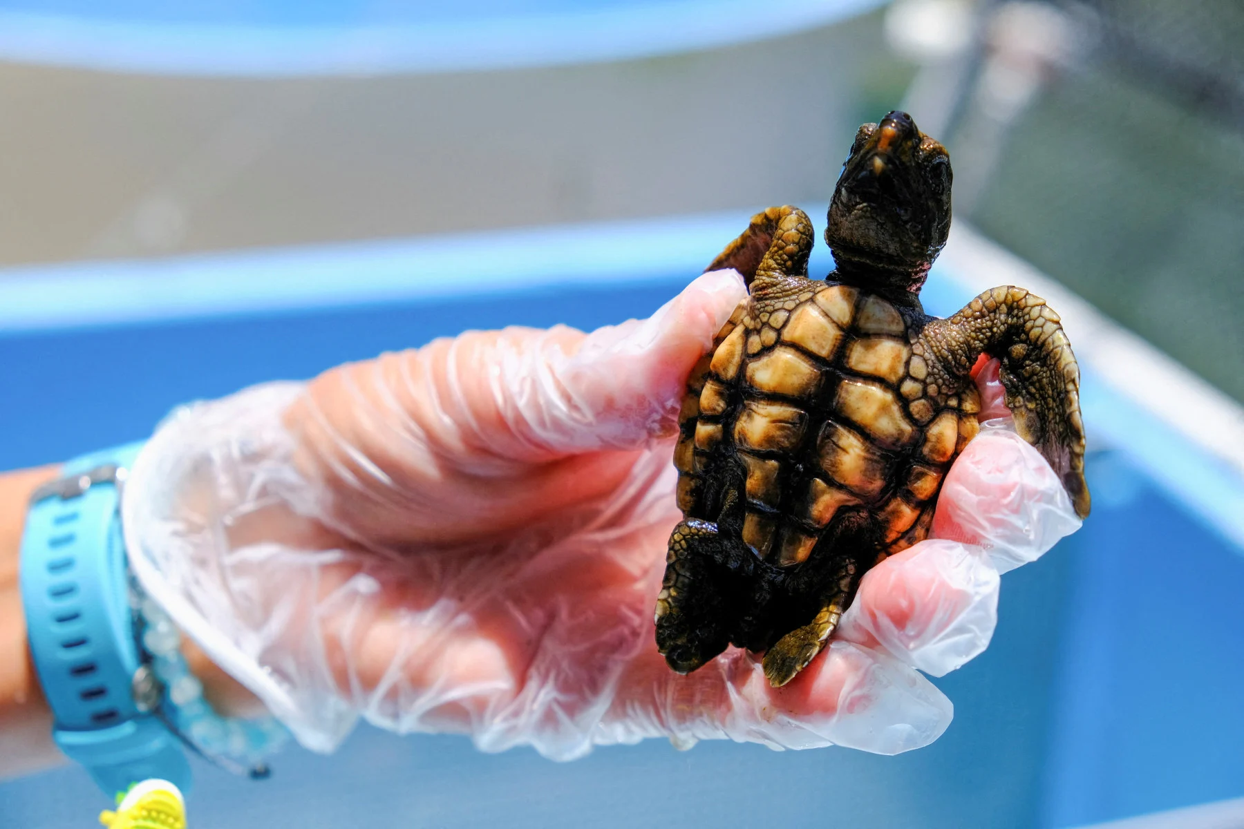 A Loggerhead turtle is held at the Turtle Hospital, the first licensed veterinarian sea turtle hospital in the world, in Marathon, Florida, U.S., July 29, 2022. (REUTERS/Maria Alejandra Cardona)