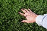 How to restore and protect your lawn through winter after a drought