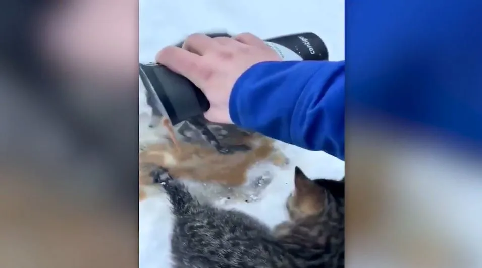 Man uses his coffee to free kittens frozen in the snow