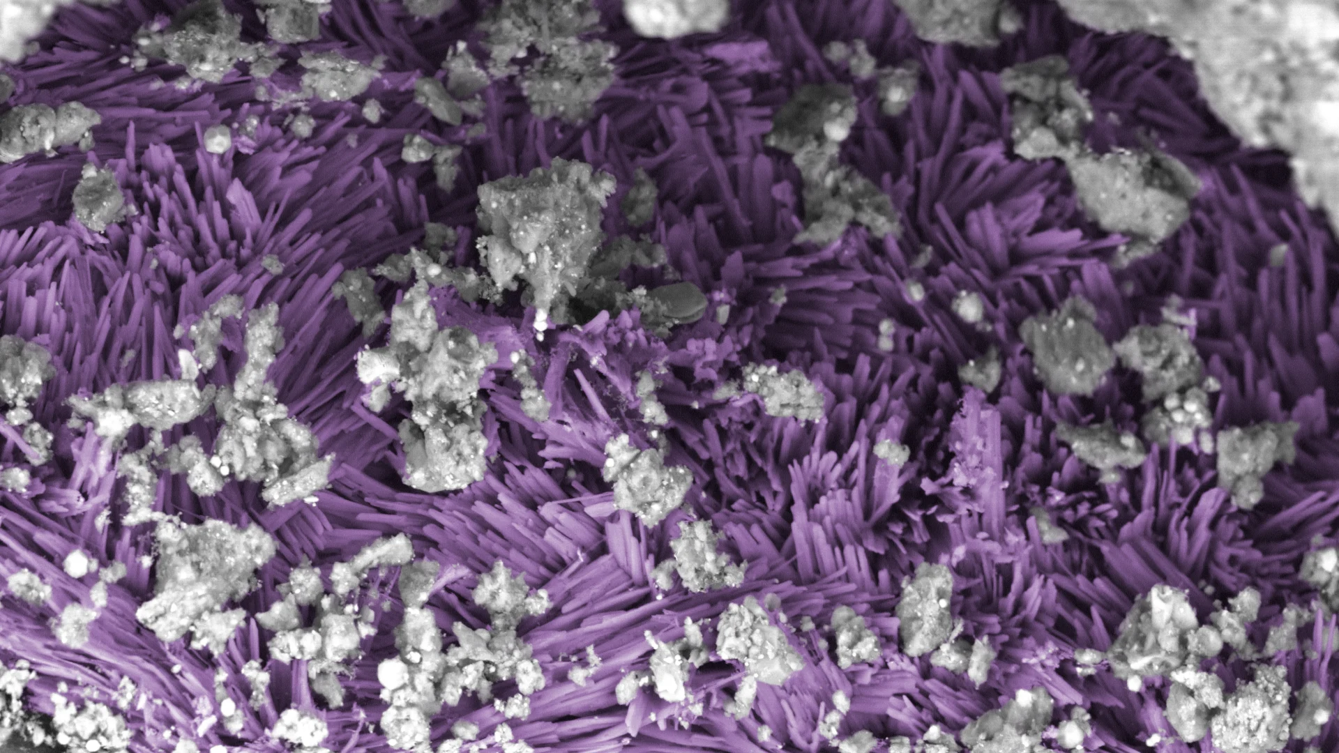 Na-Carb Pocket - colorized rotated
