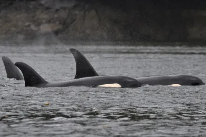 Threat to killer whales highlighted in case of B.C. diver who got too close