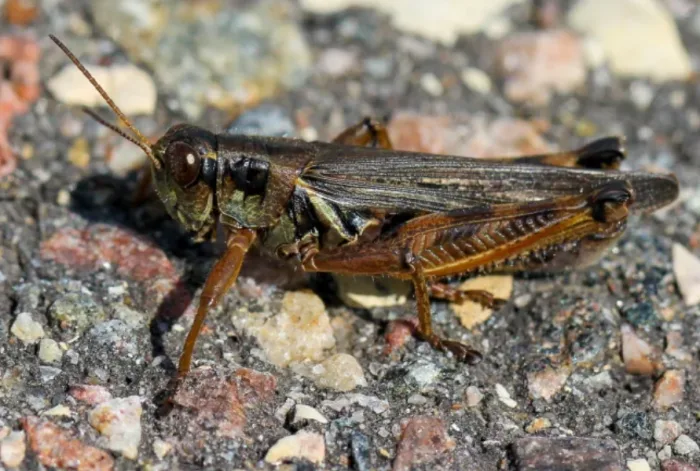 Grasshoppers swarm pastures in the heat of B.C.'s Interior, causing worry 