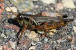 Grasshoppers swarm pastures in the heat of B.C.'s Interior, causing worry 