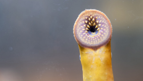 There are hordes of invasive blood-sucking sea lampreys in the