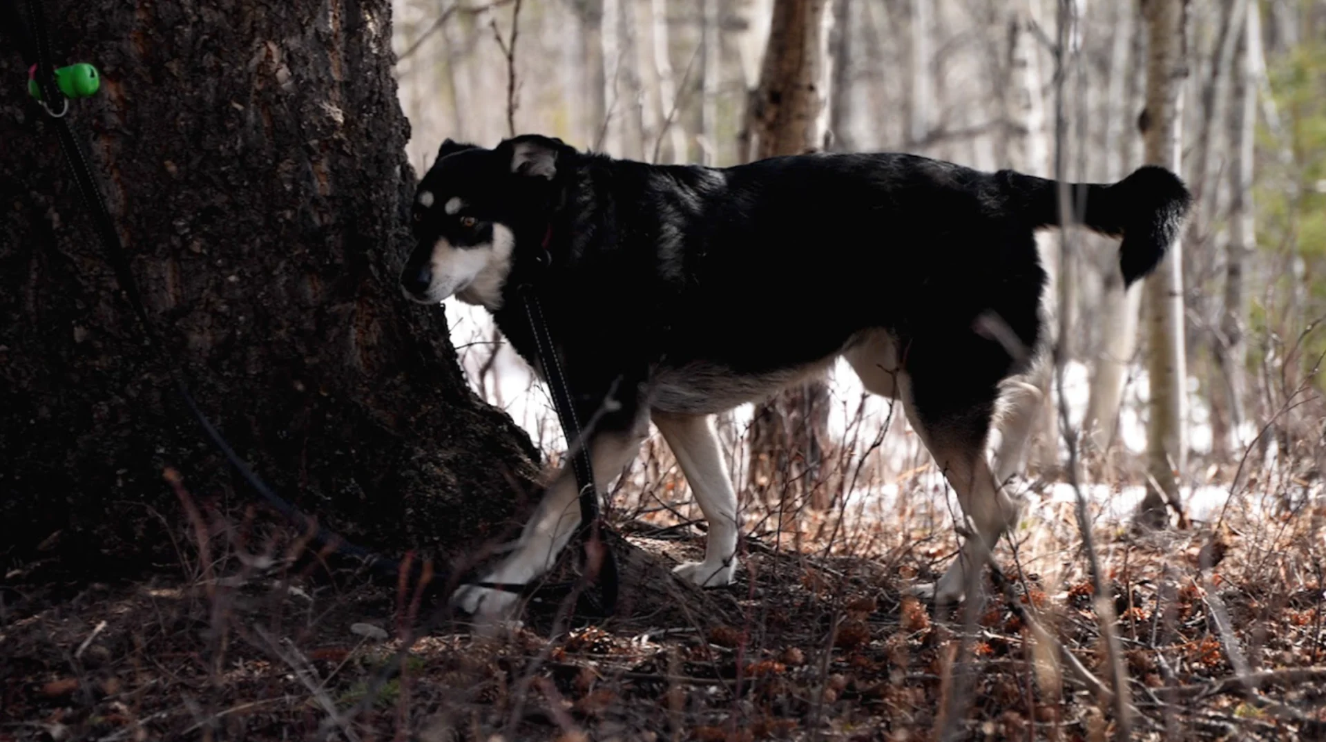 Connor: While four degrees may be warm enough for ticks to move, they latch onto hosts from the tips of branches and grasses, meaning they also need snow melt to start questing.