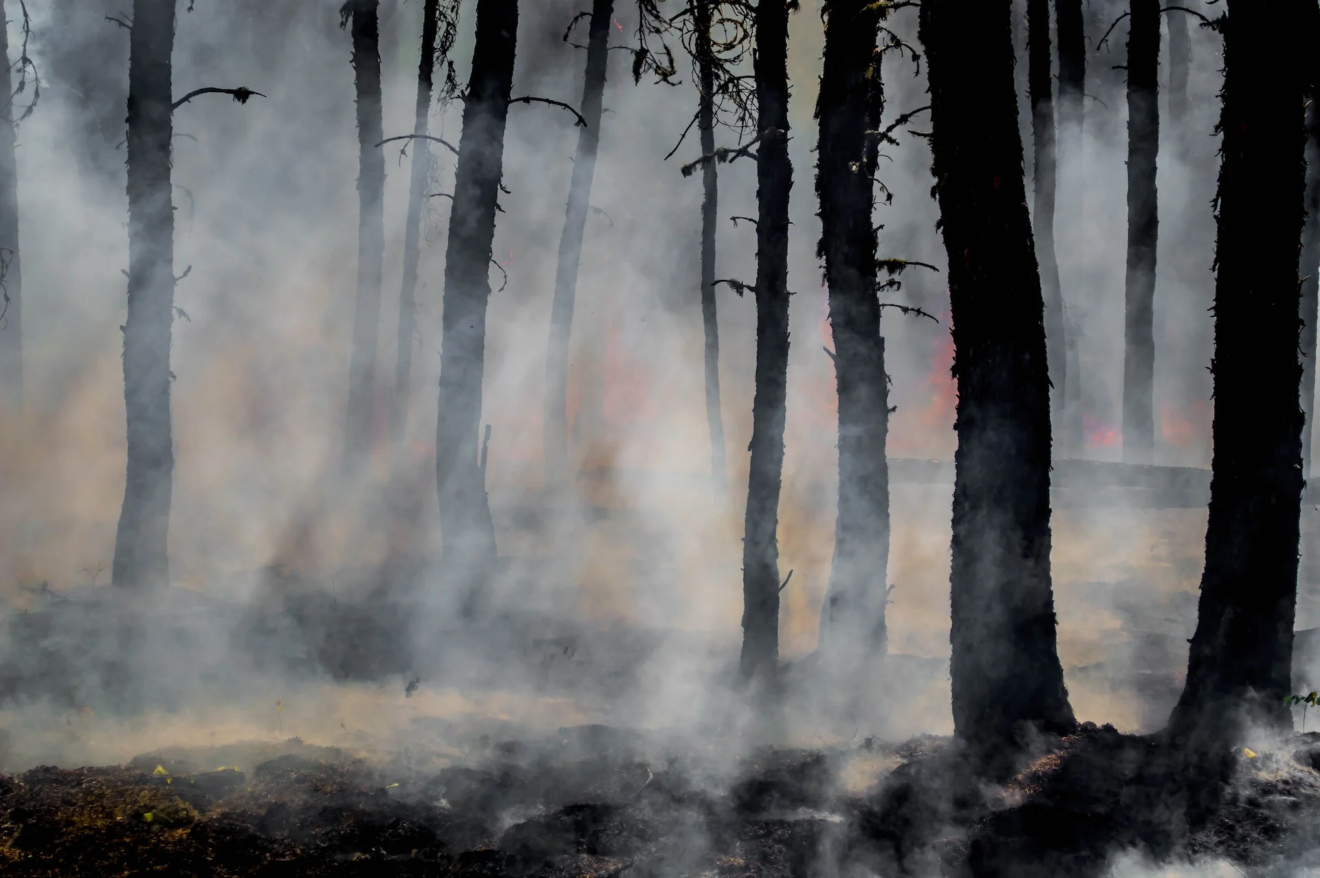 Les 5 principales causes des feux de forêt