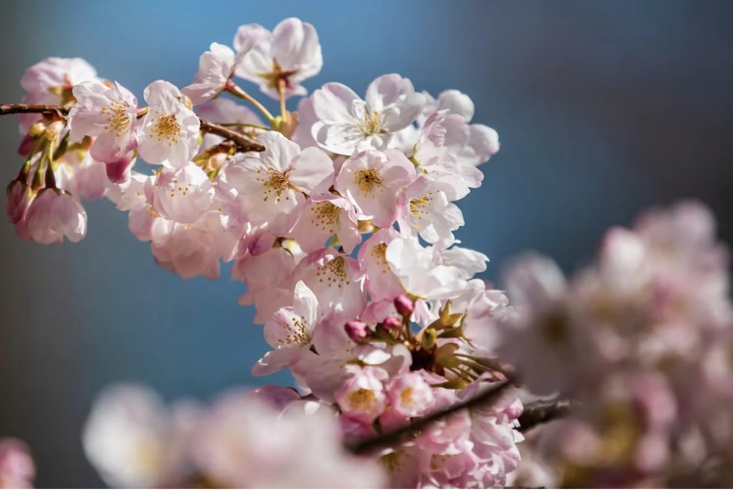 CBC: A branch of cherry blossoms is pictured at Vancouver's David Lam Park on March 18, 2024. (Nav Rahi/CBC)
