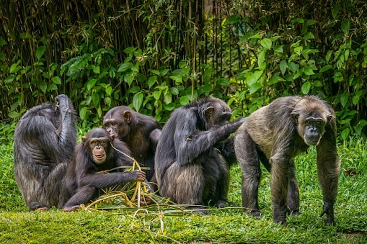 Apes/Getty Images-Cheryl Ramalho - 1265413149-170667a