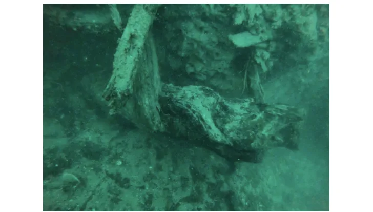 noaa underwater forest