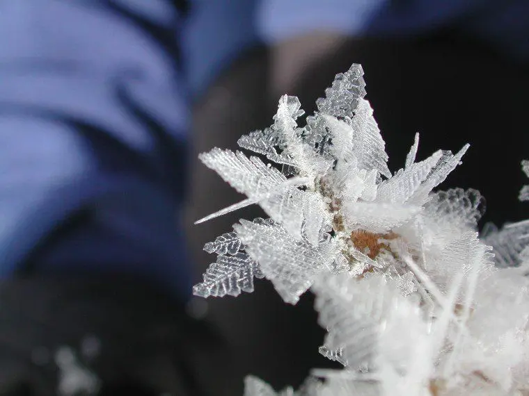 Les fleurs de glace, un magnifique phénomène hivernal
